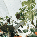 Reader’s Look On An Important Steps Needed